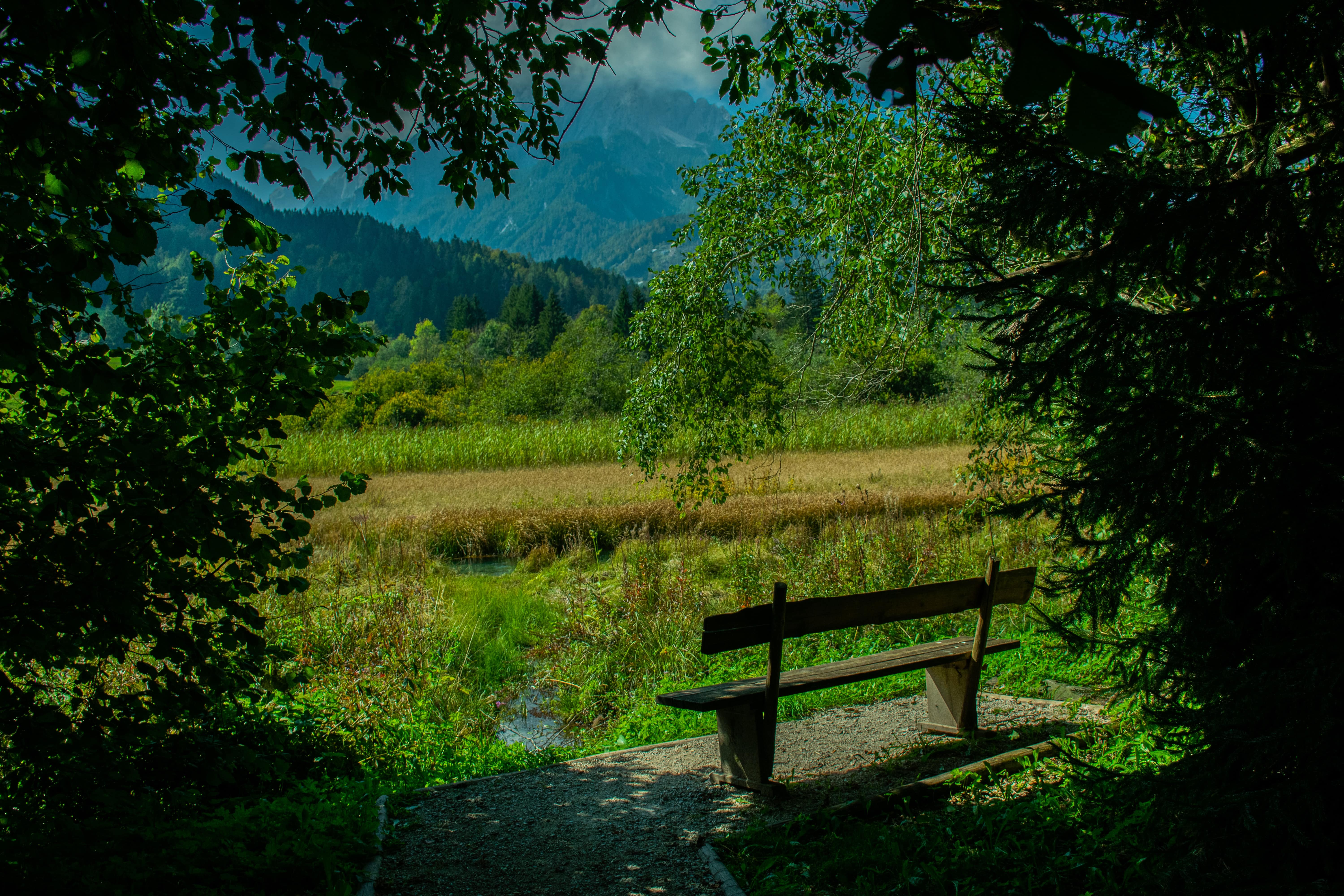 Samotna klopica obdana z gozdom.